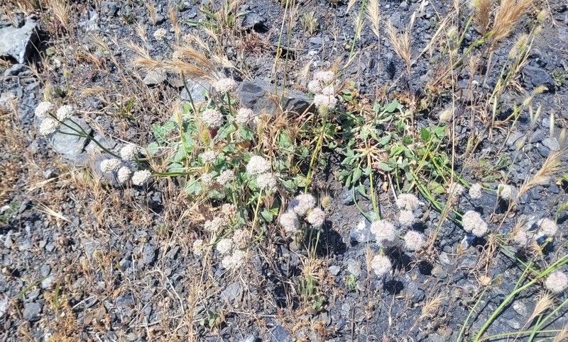 Eriogonum nudum var. paralinum