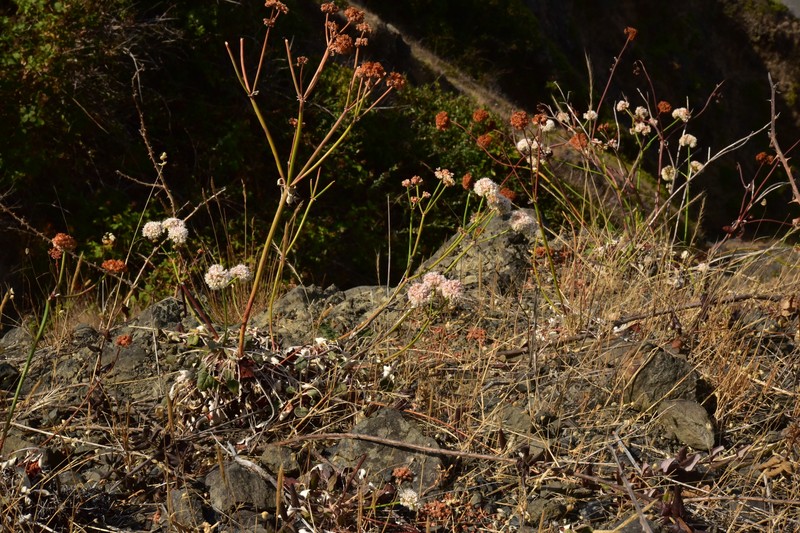 Eriogonum nudum var. paralinum photo 2