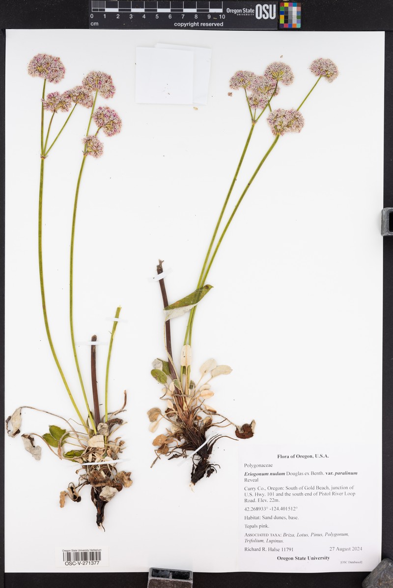Eriogonum nudum var. paralinum photo 3