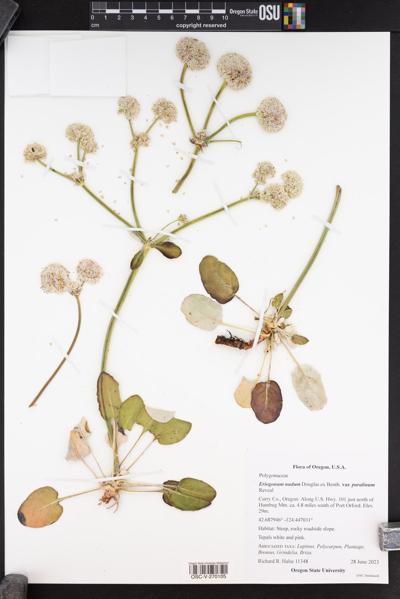 Eriogonum nudum var. paralinum photo 4
