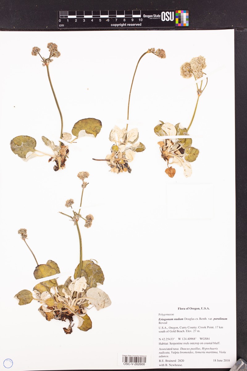 Eriogonum nudum var. paralinum photo 5