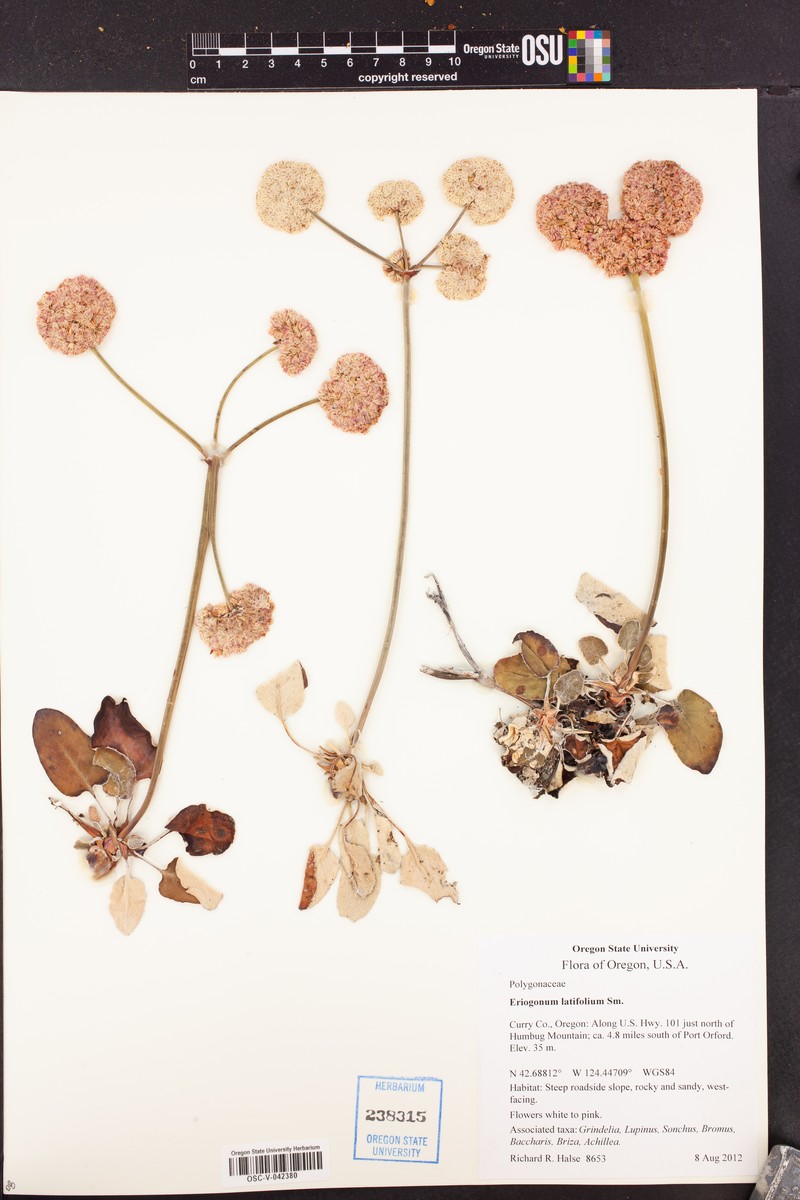 Eriogonum nudum var. paralinum photo 6