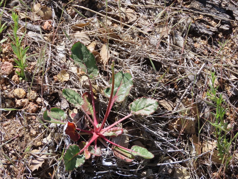 Eriogonum nudum var. pauciflorum