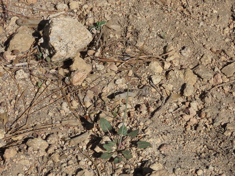 Eriogonum nudum var. pauciflorum photo 2