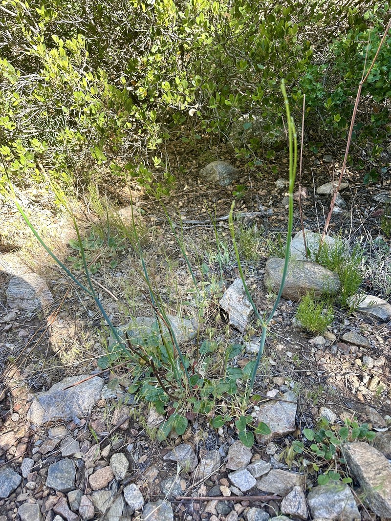 Eriogonum nudum var. pauciflorum photo 3