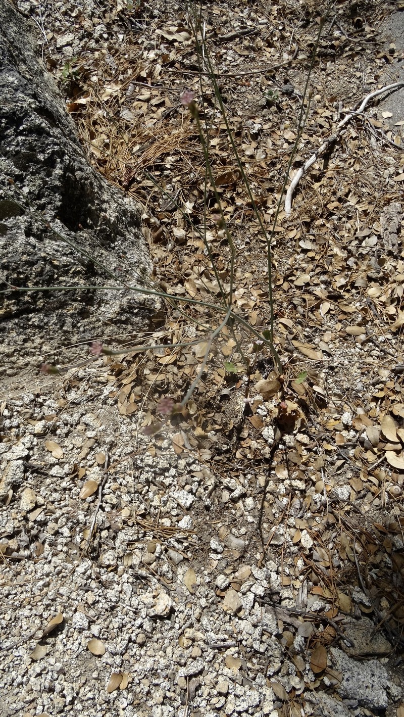 Eriogonum nudum var. pauciflorum photo 4