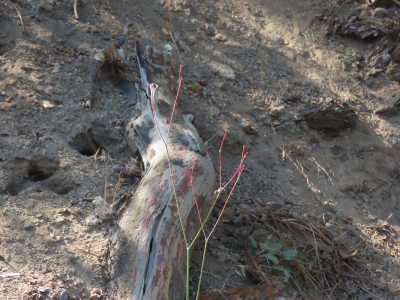 Eriogonum nudum var. pauciflorum photo 5