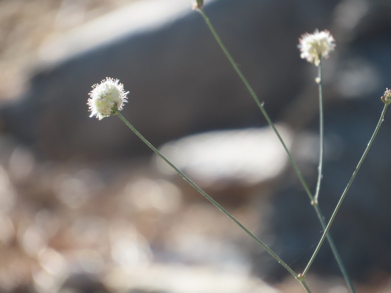 Eriogonum nudum var. pauciflorum photo 6