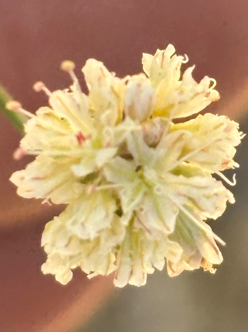 Eriogonum nudum var. pauciflorum photo 7