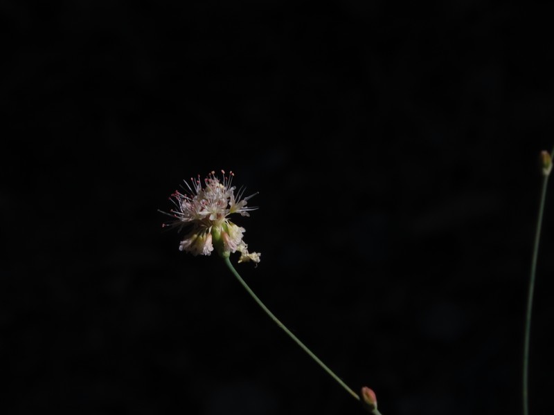 Eriogonum nudum var. pauciflorum photo 8