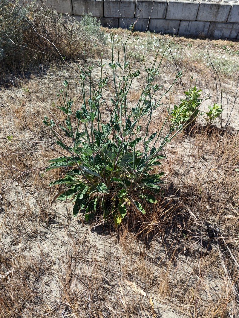 Eriogonum nudum var. psychicola