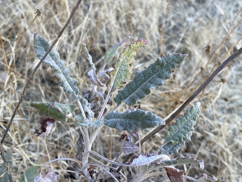 Eriogonum nudum var. psychicola photo 2