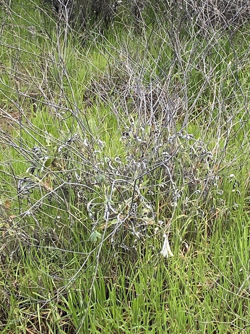 Eriogonum nudum var. psychicola photo 3