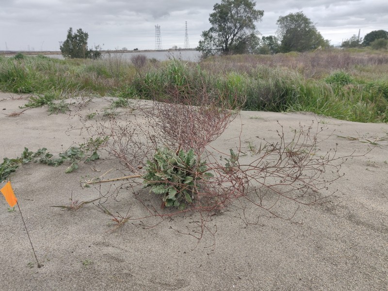 Eriogonum nudum var. psychicola photo 5