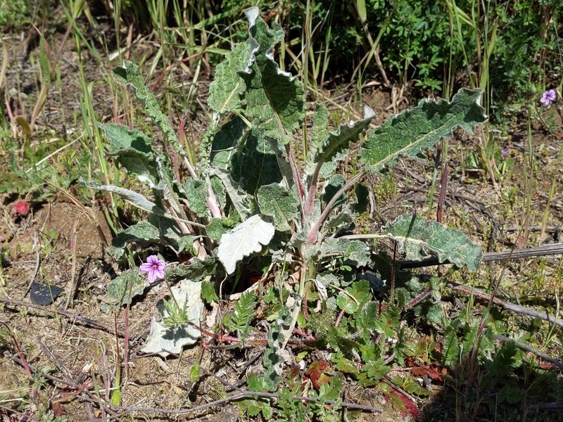 Eriogonum nudum var. psychicola photo 6