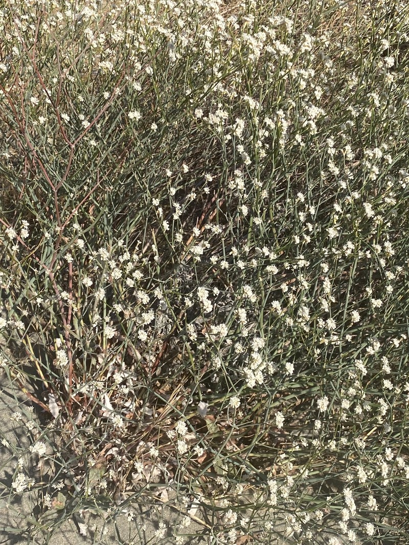 Eriogonum nudum var. psychicola photo 7