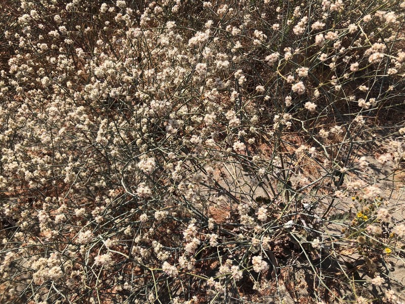 Eriogonum nudum var. psychicola photo 8