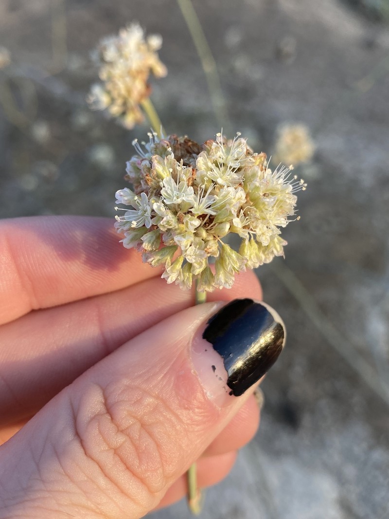 Eriogonum nudum var. pubiflorum