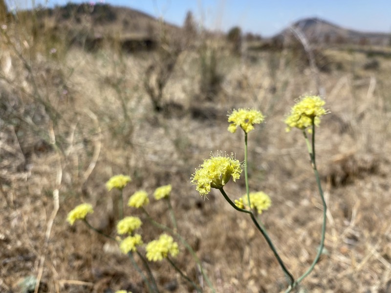 Eriogonum nudum var. pubiflorum photo 2