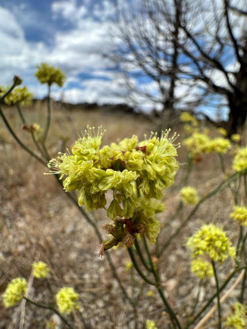 Eriogonum nudum var. pubiflorum photo 3