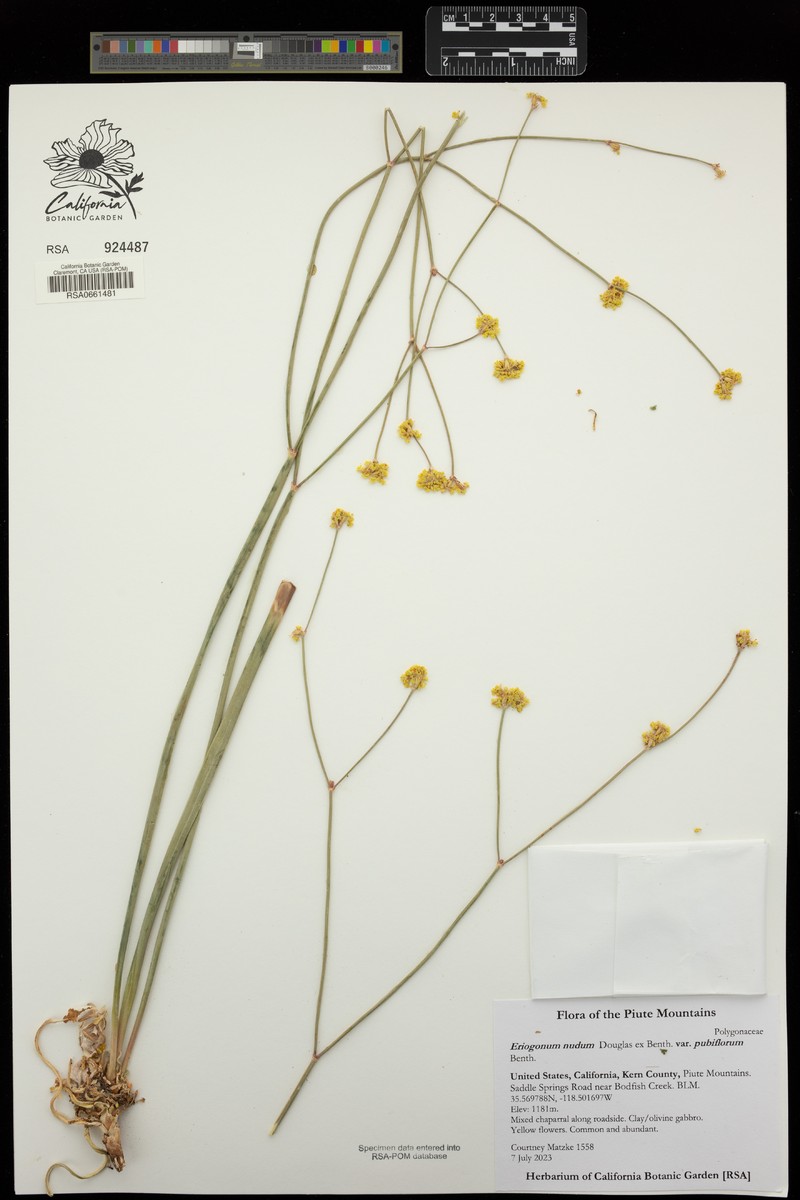 Eriogonum nudum var. pubiflorum photo 4