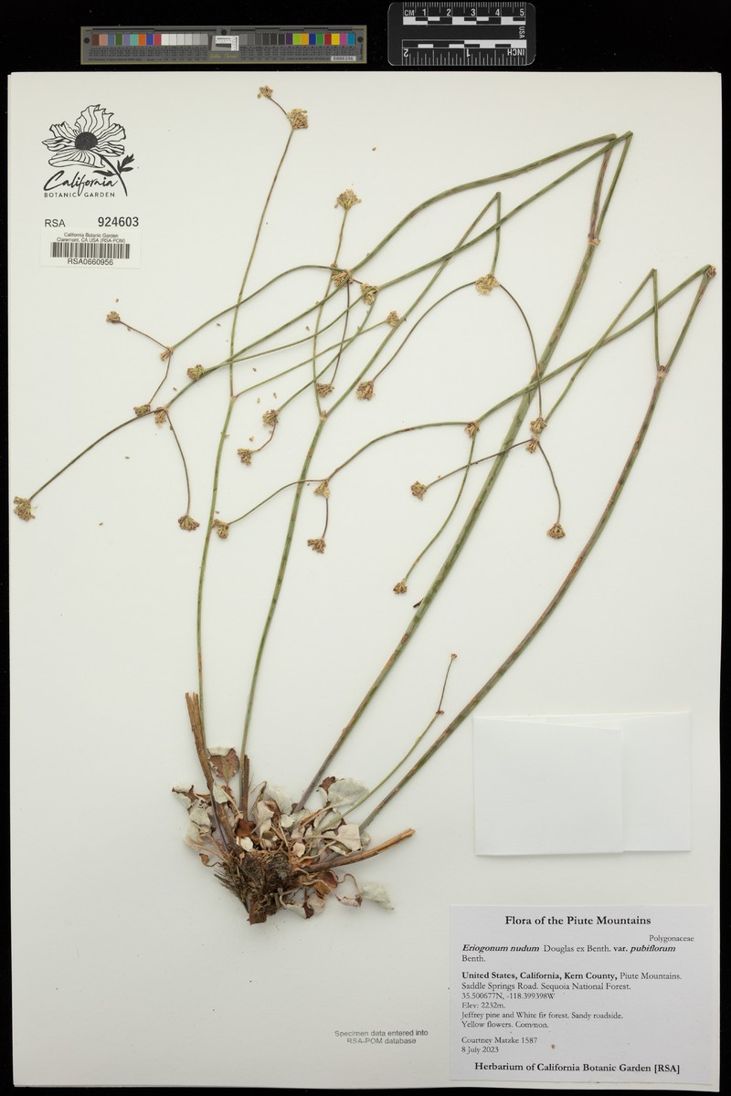 Eriogonum nudum var. pubiflorum photo 5