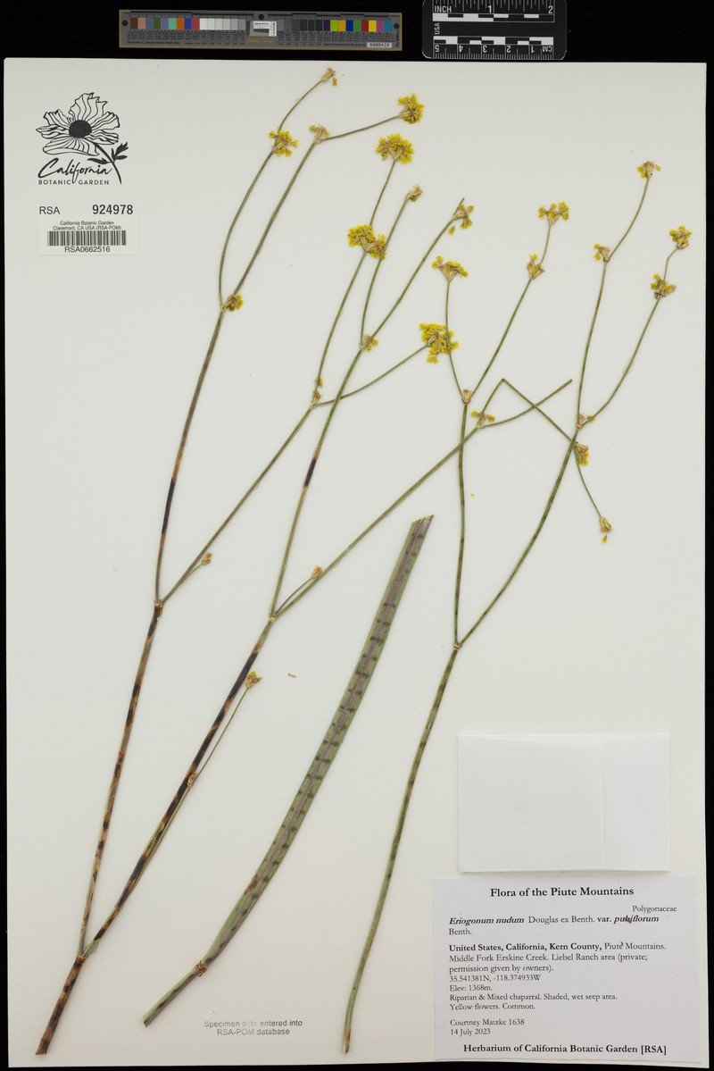 Eriogonum nudum var. pubiflorum photo 6