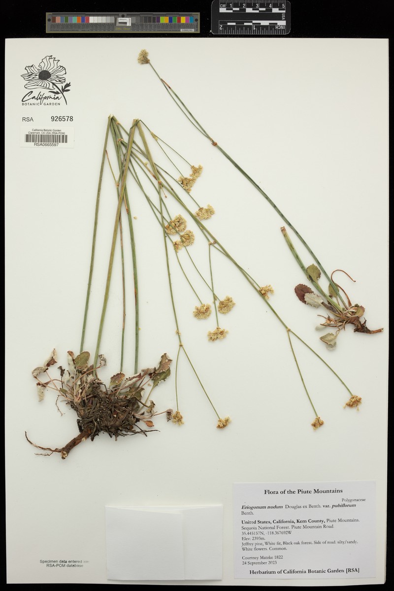 Eriogonum nudum var. pubiflorum photo 7