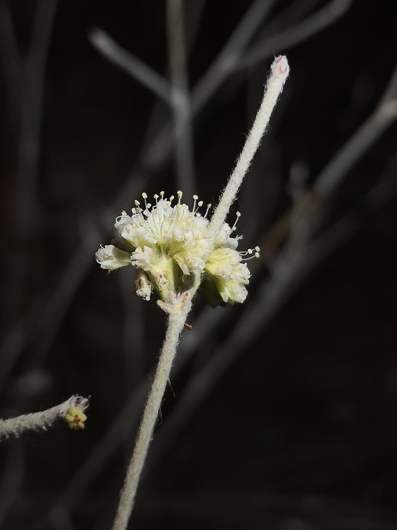 Eriogonum nudum var. regirivum photo 2