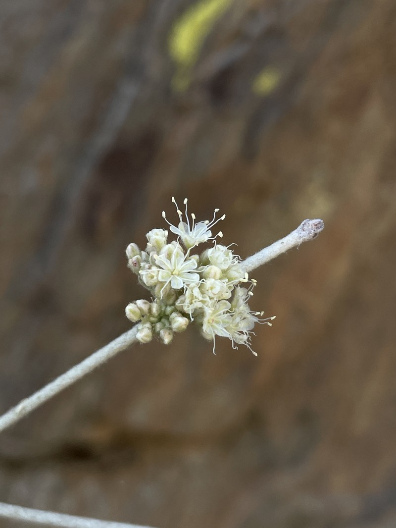 Eriogonum nudum var. regirivum photo 3
