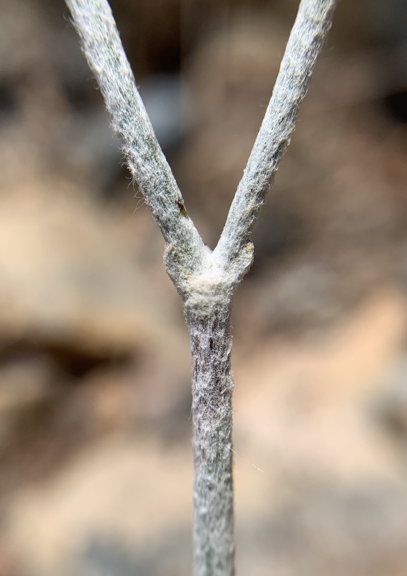 Eriogonum nudum var. regirivum photo 4