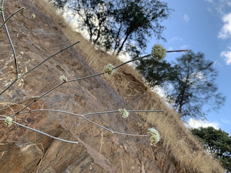 Eriogonum nudum var. regirivum photo 5