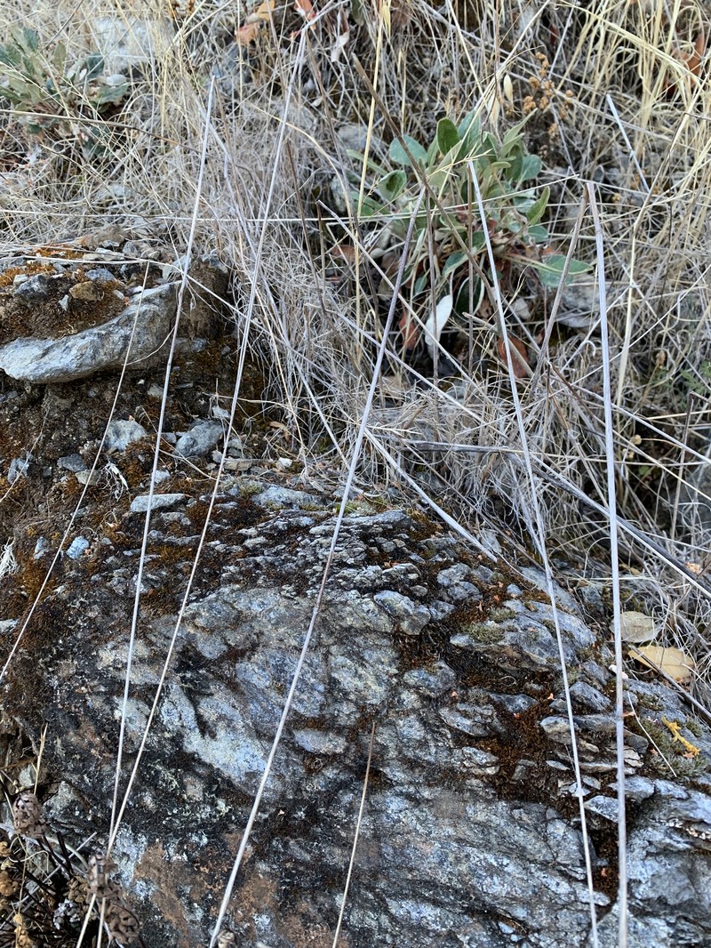 Eriogonum nudum var. regirivum photo 6