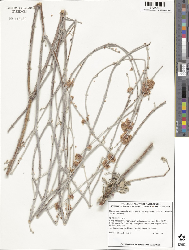 Eriogonum nudum var. regirivum photo 8