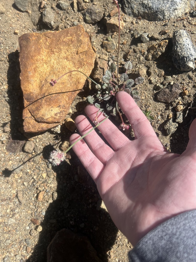 Eriogonum nudum var. scapigerum