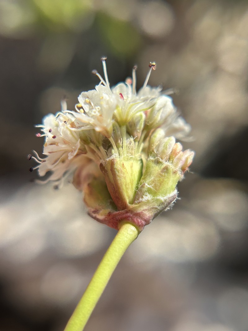 Eriogonum nudum var. scapigerum photo 2