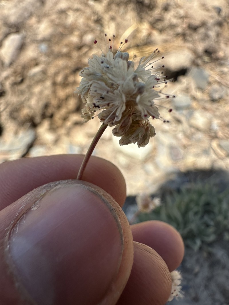 Eriogonum nudum var. scapigerum photo 3