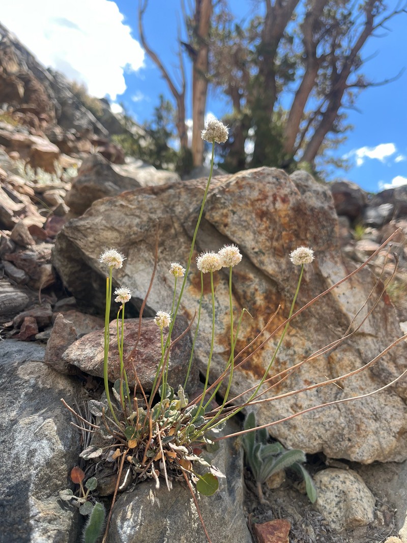 Eriogonum nudum var. scapigerum photo 4