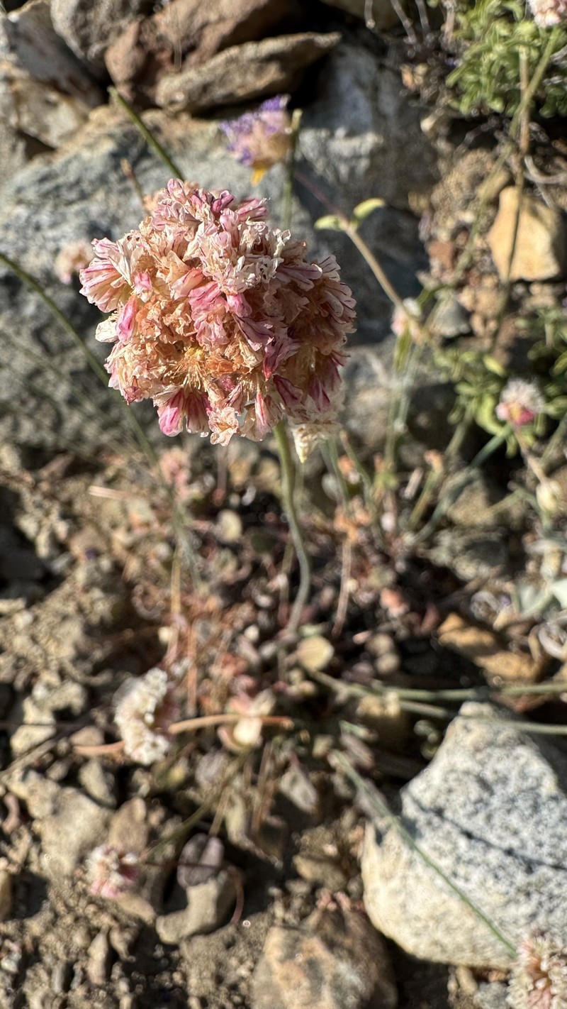 Eriogonum nudum var. scapigerum photo 5
