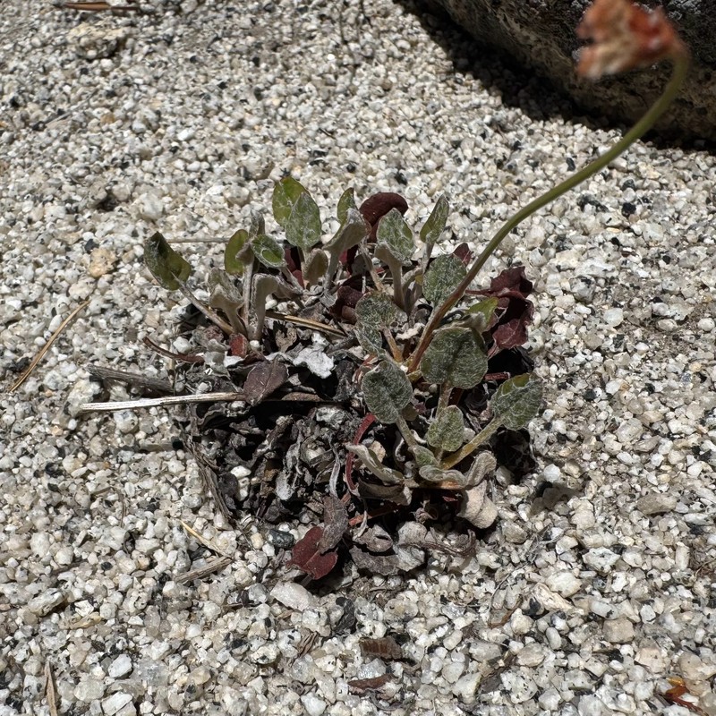 Eriogonum nudum var. scapigerum photo 6