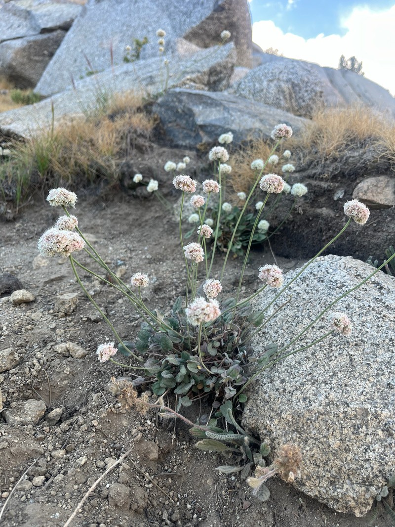 Eriogonum nudum var. scapigerum photo 7