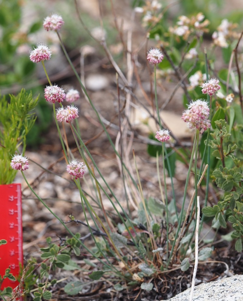 Eriogonum nudum var. scapigerum photo 8
