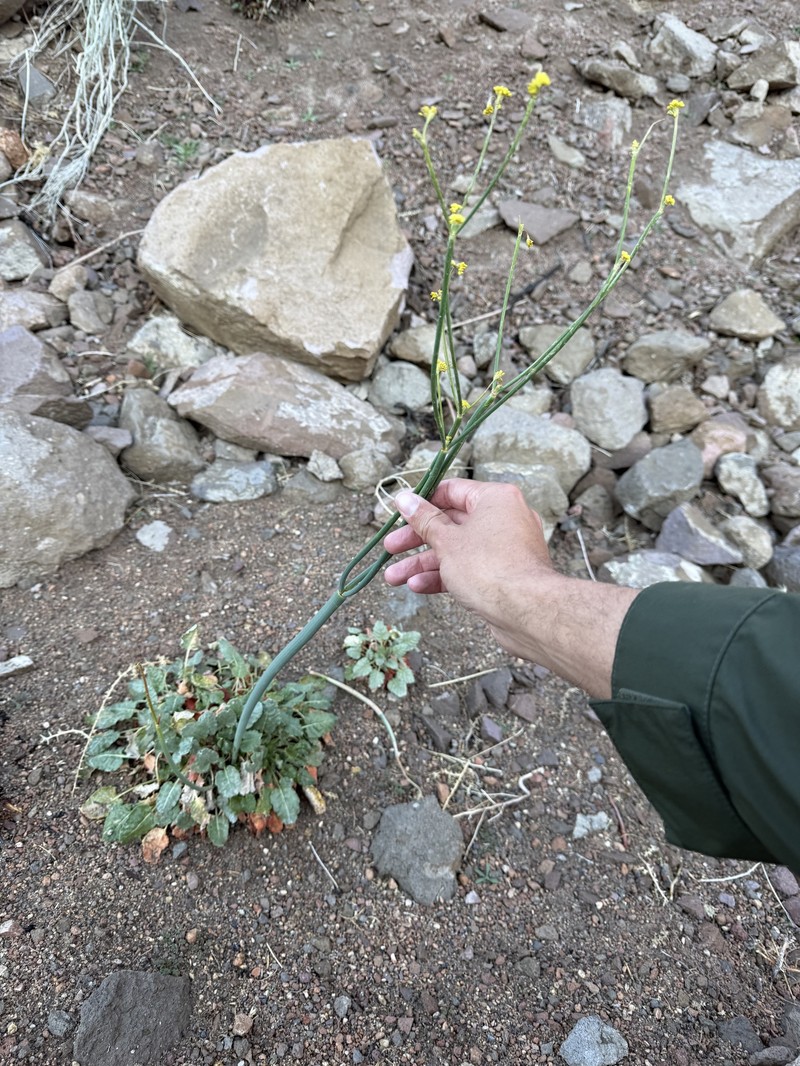 Eriogonum nudum var. westonii