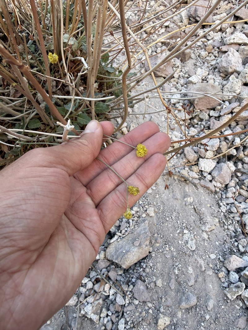 Eriogonum nudum var. westonii photo 2