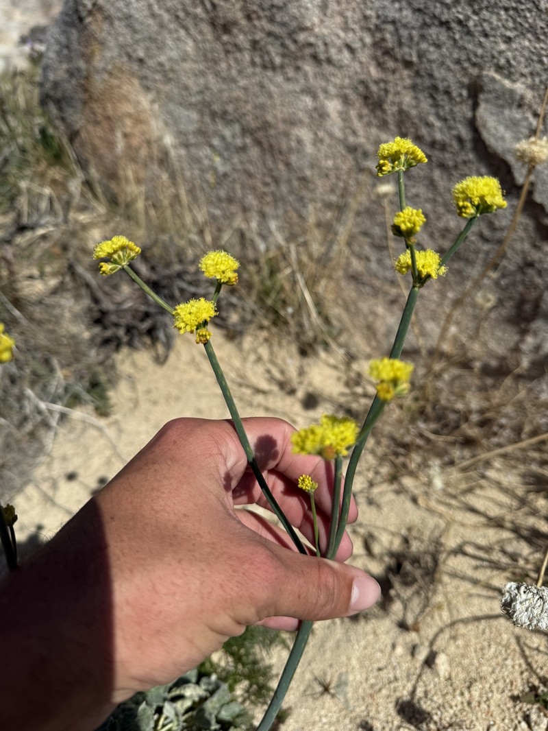 Eriogonum nudum var. westonii photo 3
