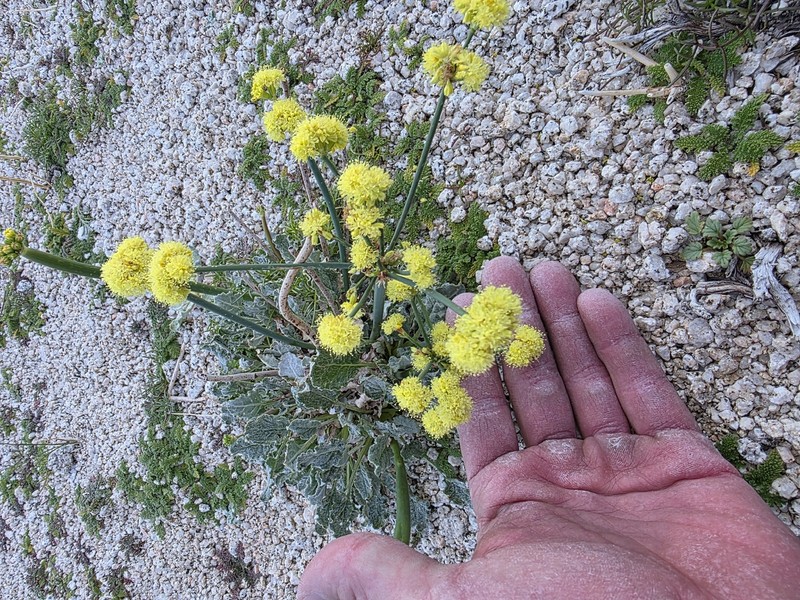 Eriogonum nudum var. westonii photo 4