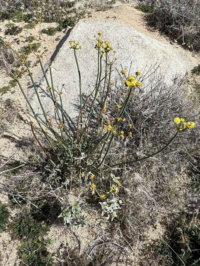Eriogonum nudum var. westonii photo 5