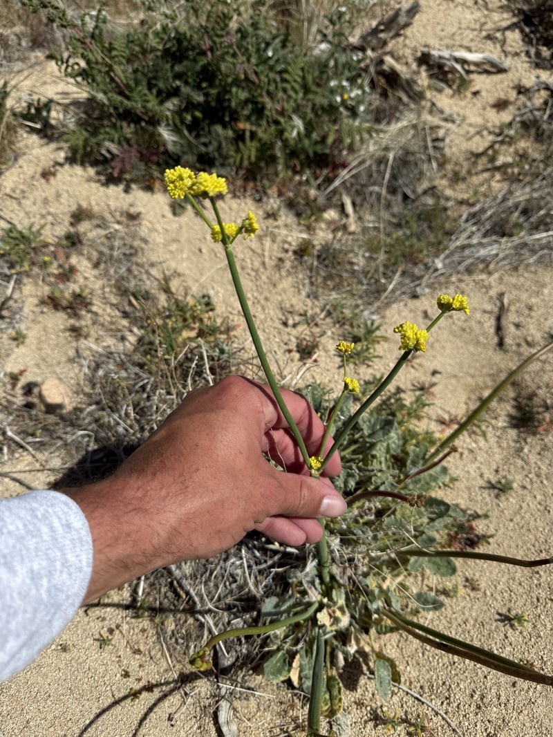 Eriogonum nudum var. westonii photo 6