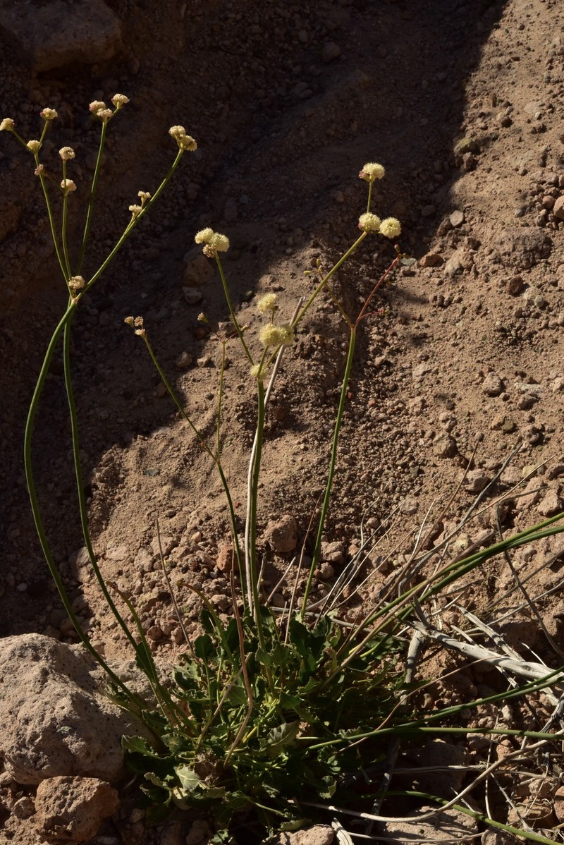 Eriogonum nudum var. westonii photo 7