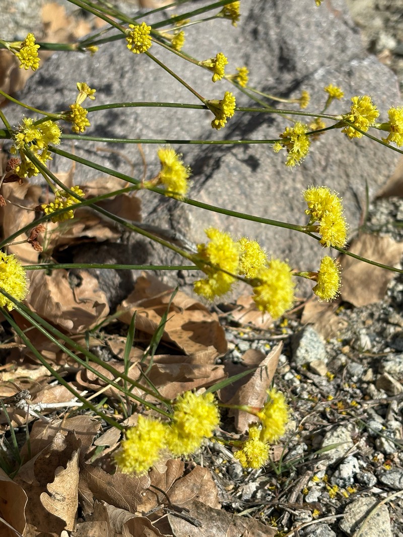 Eriogonum nudum var. westonii photo 8